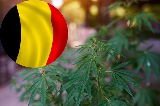 Belgiens väg till legalisering av cannabis