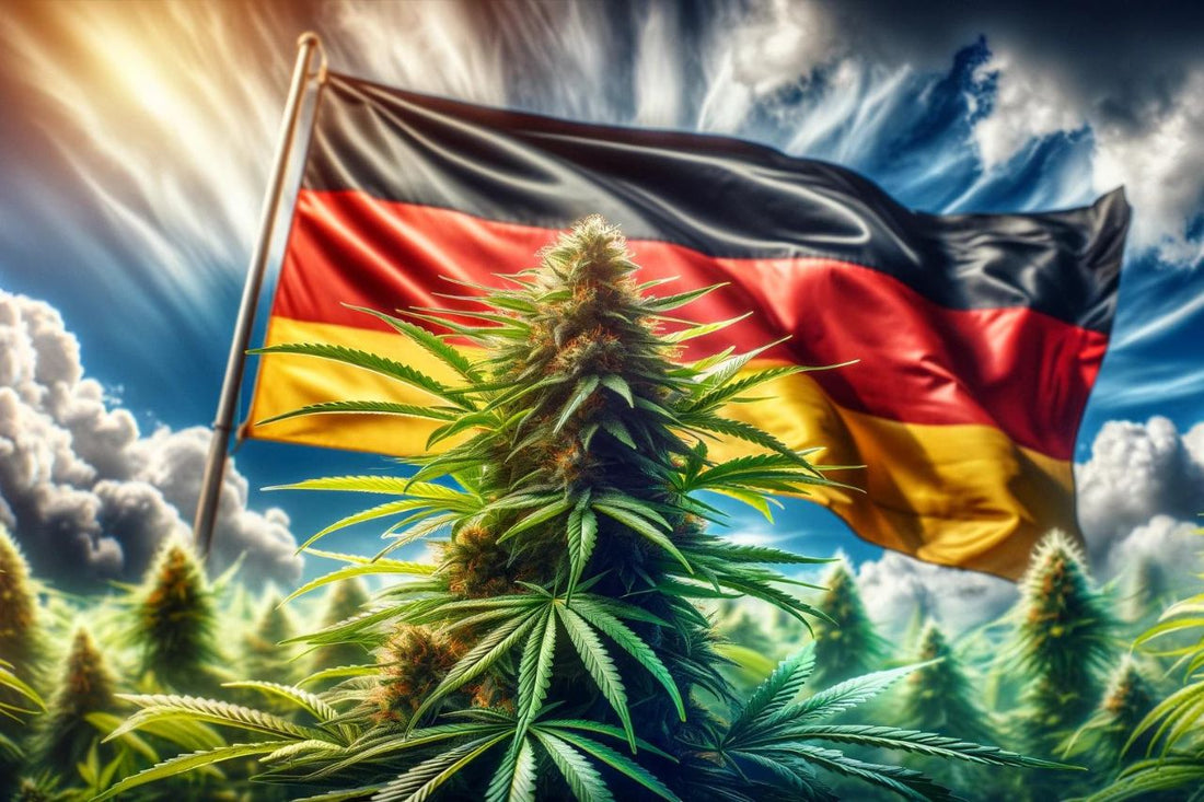 Cannabisväxt framför en vajande tysk flagga