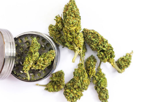Cannabis knoppar