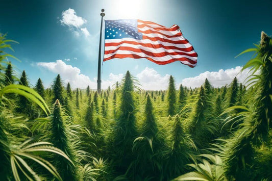 Viftande amerikansk flagga i ett cannabisfält