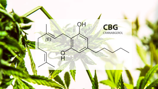 Vad är CBG (Cannabigerol)?