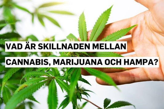 Vad är skillnaden mellan cannabis, marijuana och hampa?