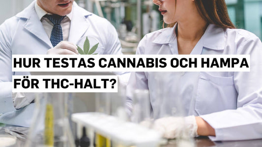 Hur testas cannabis och hampa för THC-halt?