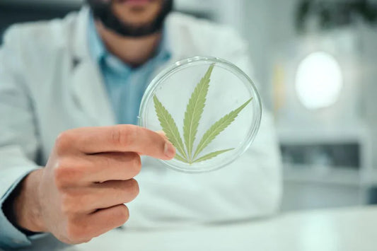 En man som håller CBD-blad i en behållare