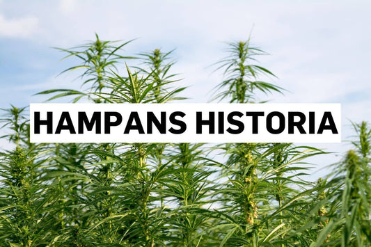 Hampans historia