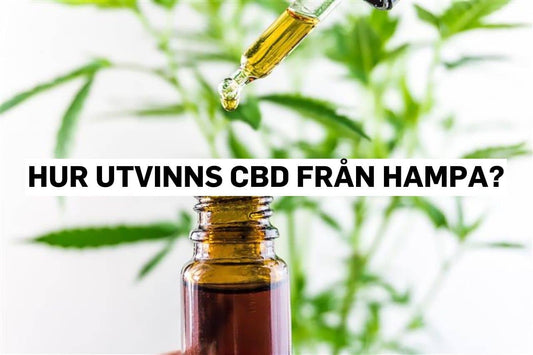 Hur utvinns CBD från hampa?