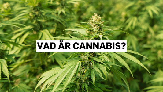 Vad är cannabis?