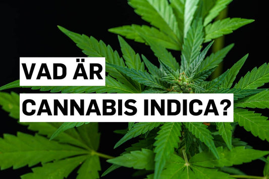 Vad är Cannabis indica?