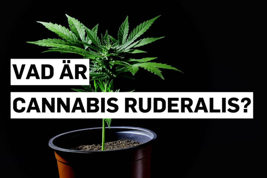 Vad är Cannabis ruderalis?