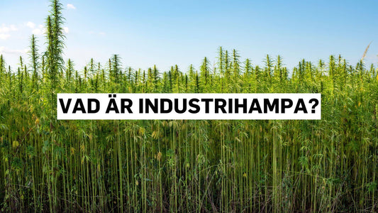 Vad är industrihampa?