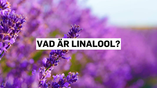 Vad är linalool?