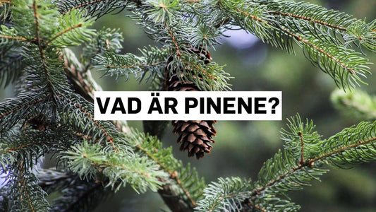Vad är pinene?