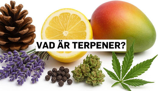 Vad är terpener?