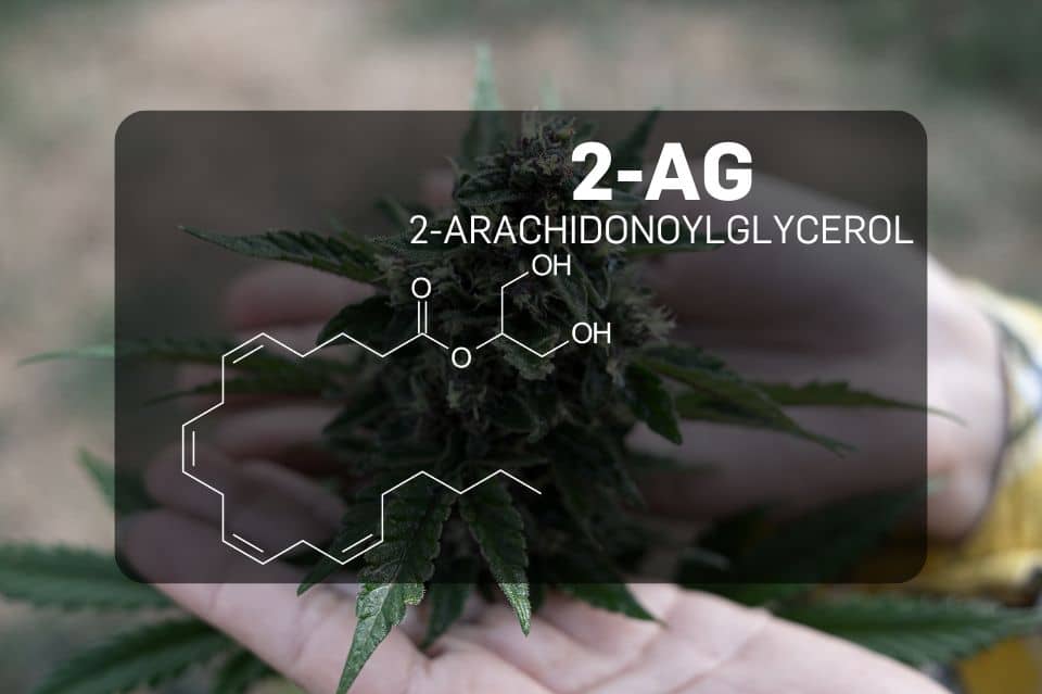 Kemisk struktur av 2-Arachidonoylglycerol (2-AG)