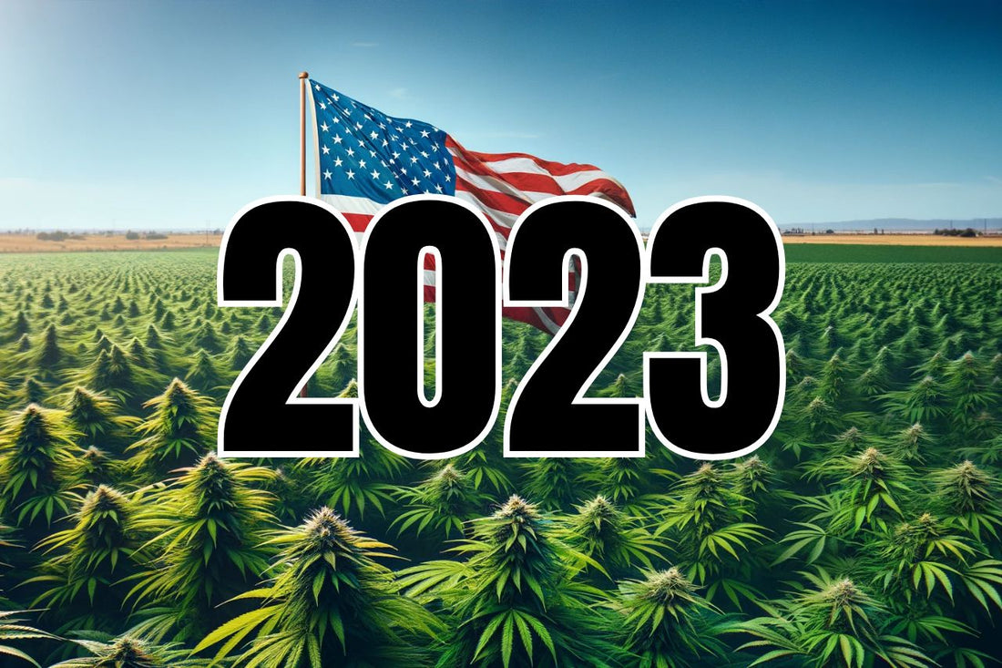 Amerikansk flagga i ett cannabisfält
