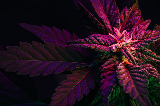 Purpurfärgat cannabisblad