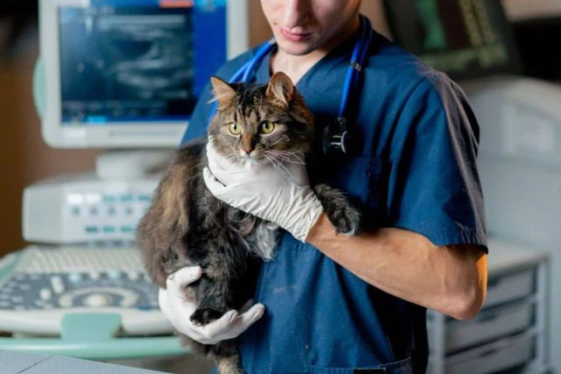 Veterinär som håller en katt