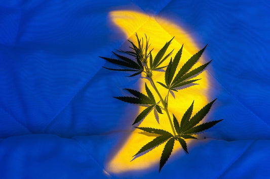Cannabisblad i sängen