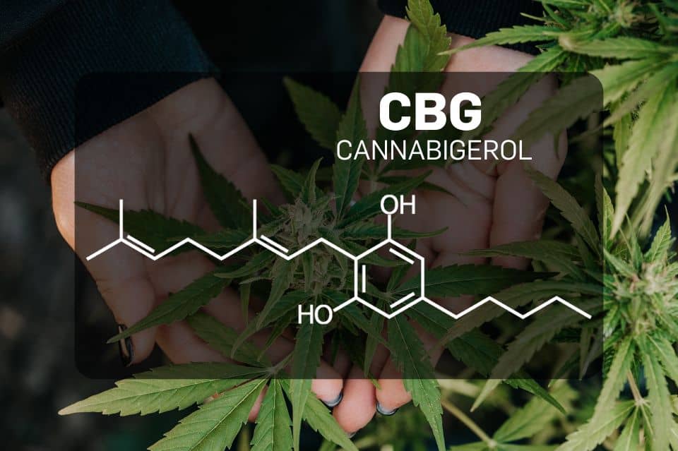 CBG:s molekylära struktur