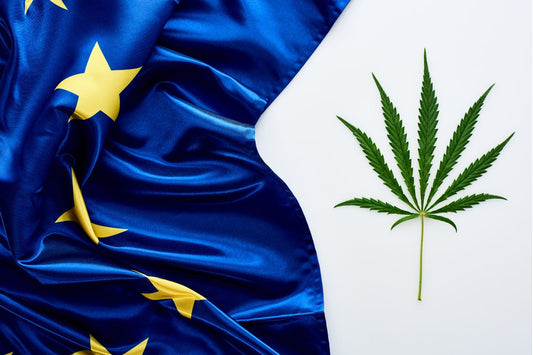 Förekomsten av cannabis i Europa