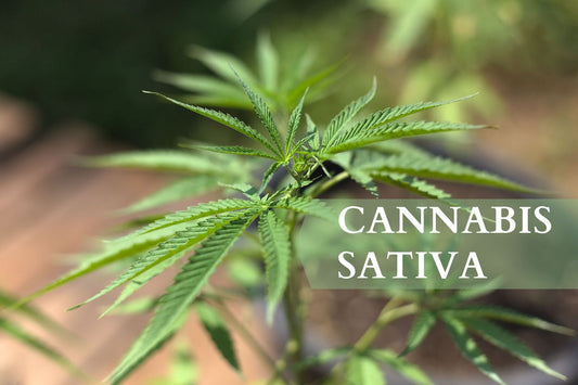 Vad är Cannabis Sativa?