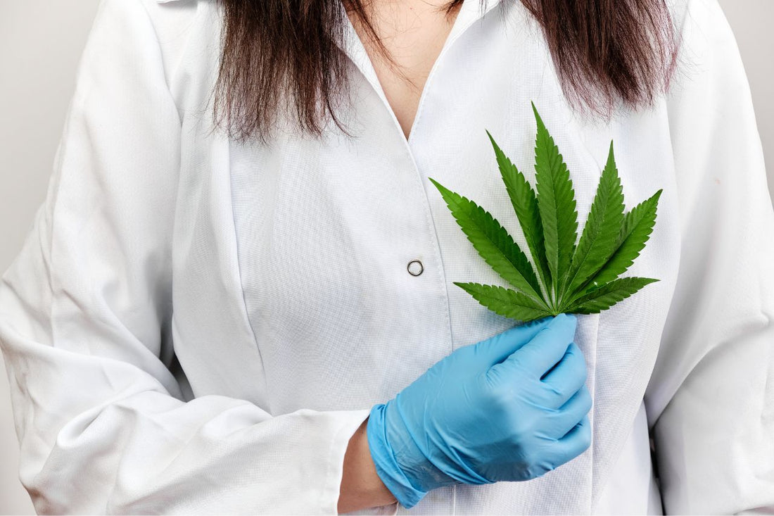 En läkare som håller ett cannabisblad