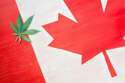 Cannabisblad på kanadensisk flagga
