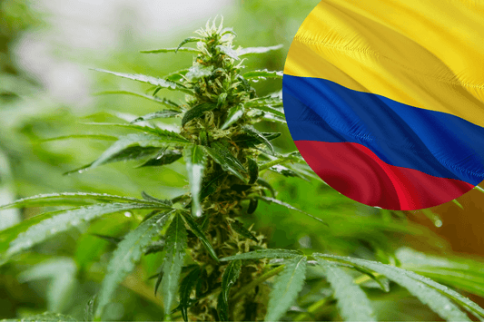 Colombias regler för export av cannabis