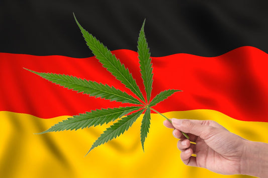 cannabisblad framför tyska flaggan