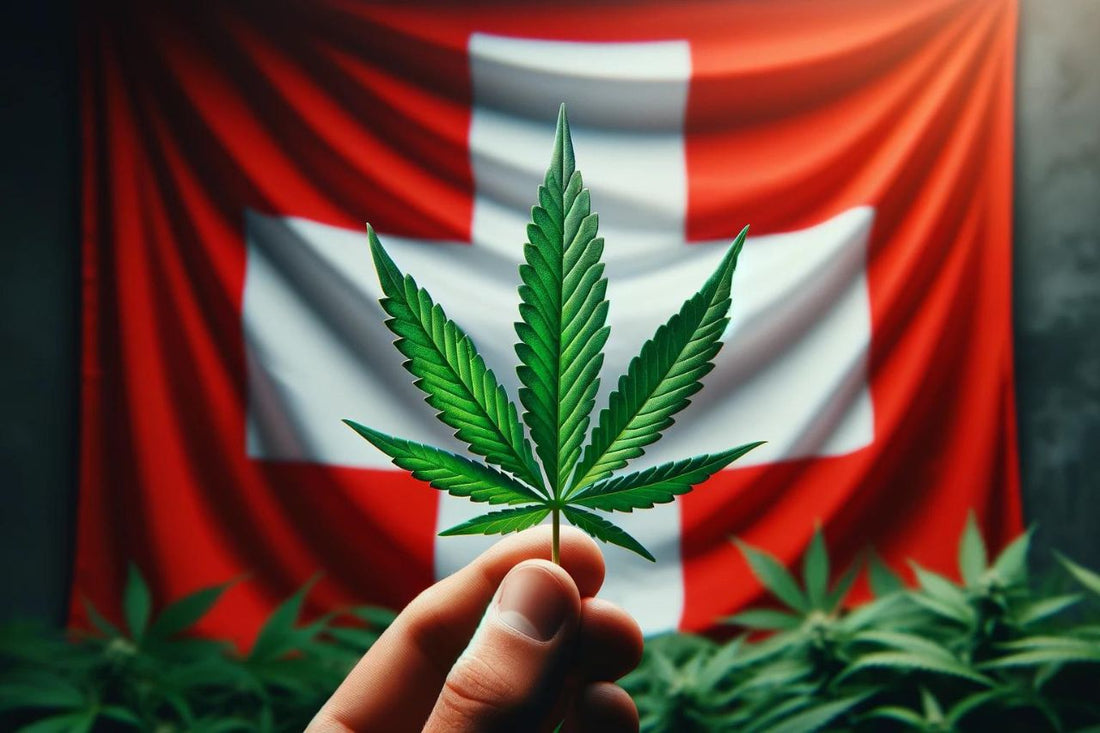 Cannabisblad infornt av schweizisk flagga