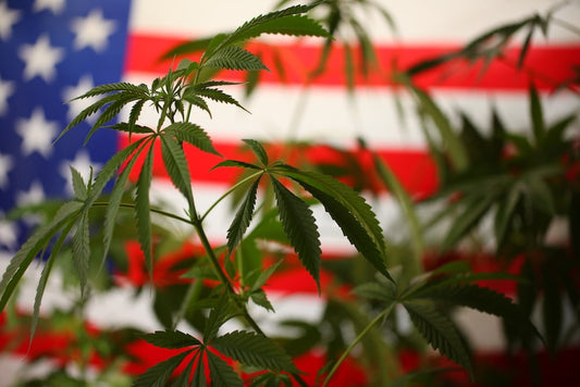 Legalisering av cannabis i USA