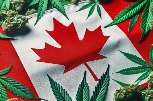 Kanadensiska flaggan och cannabisblad
