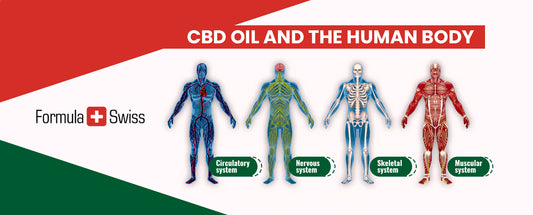CBD olja och människokroppen - effekter och dosering