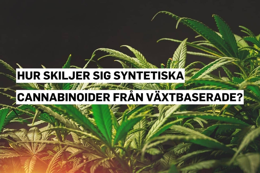 Syntetiska cannabinoider jämfört med naturliga, växtbaserade cannabinoider.