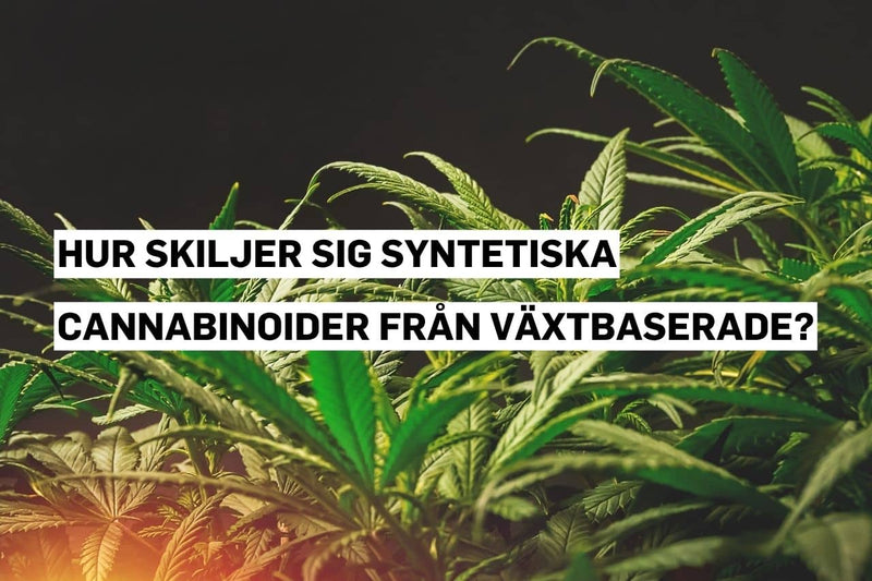 Syntetiska cannabinoider jämfört med naturliga, växtbaserade cannabinoider.