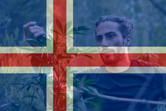 Island föreslår medicinskt cannabisprojekt