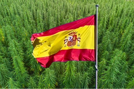 Spaniens flagga framför ett hampafält