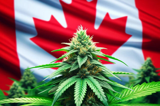 Cannabisväxt infont av kanadensisk flagga