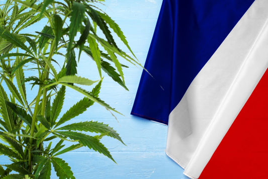 cannabisväxt och Frankrikes flagga