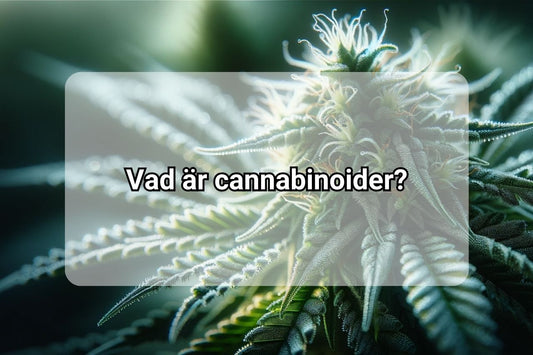 Vad är cannabinoider? 