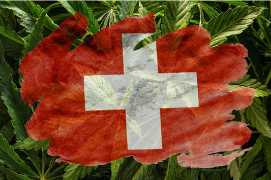 Schweizisk flagga med cannabisväxt på bakgrunden