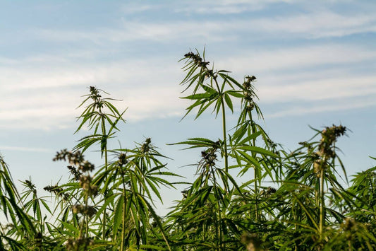 Cannabisfält och en blå himmel