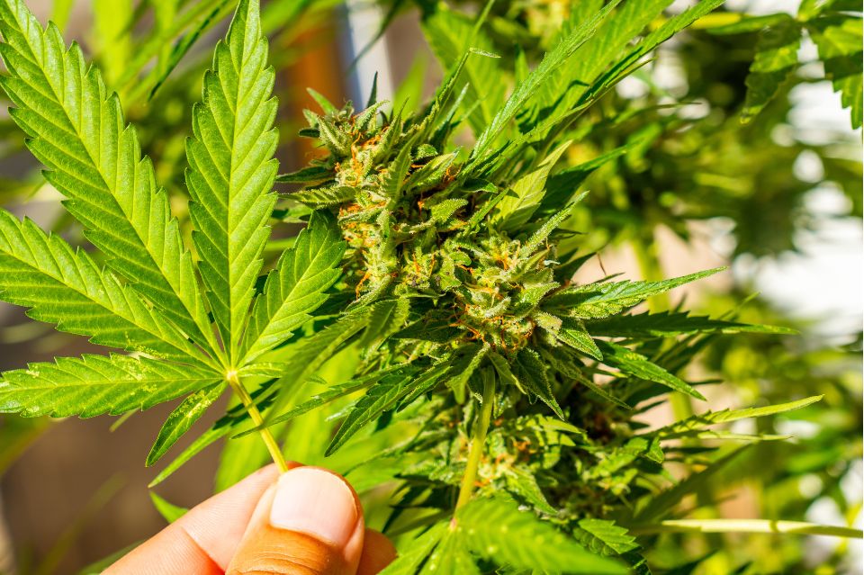 Cannabisväxt som symboliserar ”Entourage-effekten