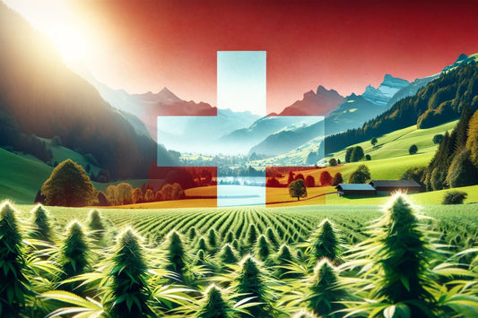 Cannabisodling i Schweiz
