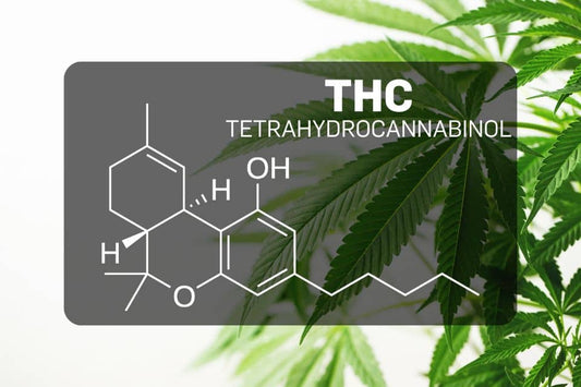 THC – Tetrahydrocannabinol