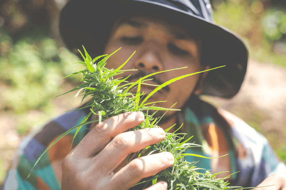 Legalisering av cannabis i Thailand