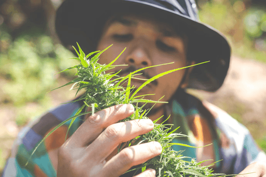 Legalisering av cannabis i Thailand