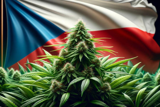 Cannabisväxt och Tjeckiens flagga