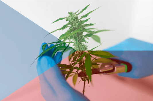 Tjeckisk legalisering av cannabis