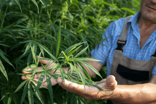 Ugandas påverkan på cannabis